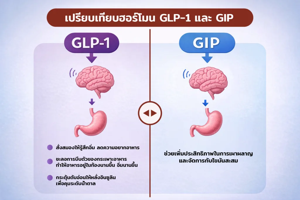 กลไกการทำงานของปากกาลดน้ำหนัก GLP-1 และ GIP